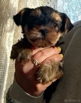 Jorkšírský teriér, kouzelný malićký chlapeček