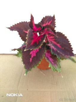 Coleus - africká kopřiva