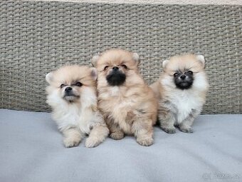 Trpasličí špic pomeranian