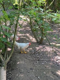 Čistokrevné leghornky (kohouti)