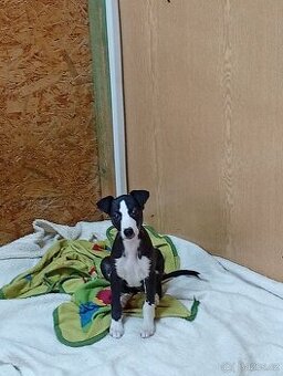 Whippet-Vipet