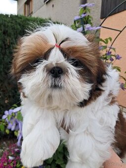 Shih-tzu, shihtzu - 1