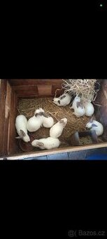 Prodám králíky v živém