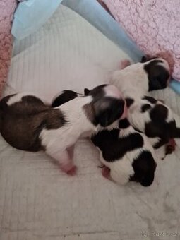 Štěně Shih-tzu - 1
