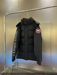 Canada goose