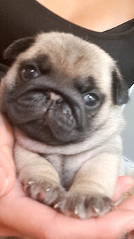 Mops - štěňátko