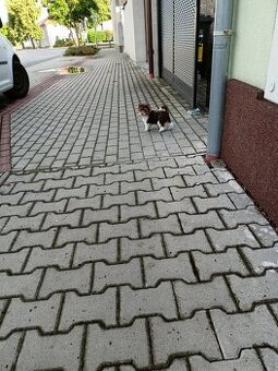 Jorkšírský teriér bez PP.