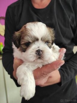 Shih-tzu (shh tzu, shitzu, shi tzu)