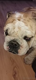 Daruji anglického buldoka, fenu 3 roky s PP