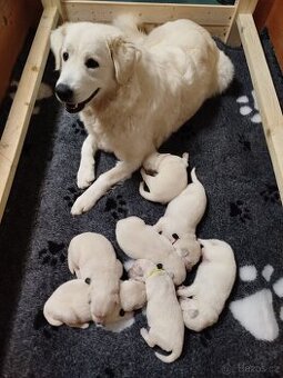 Slovenský čuvač s PP - štěňátka