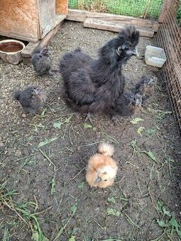 Prodávám hedvabničky