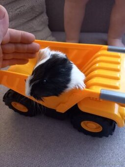 Poslední volný samecek