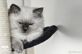 Ragdoll s PP - kočka na chov bez omezení pro ČR