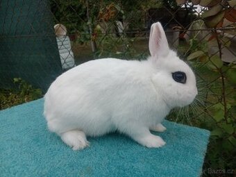 Zakrslý Hototský bílý s rodokmenem ČSCH - 3 úžasní kluci