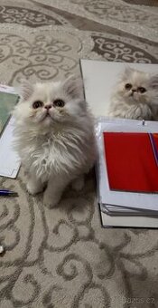 Perská koťata