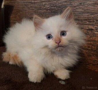 Sibiřská kočka, Něvská maškaráda