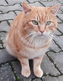 Daruji žlutého kocoura