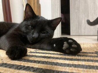Brit - černý kocour, 8 měsíců, čipovaný a kastrovaný