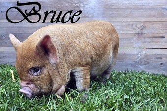 kune kune 100% čistokrevná selátka