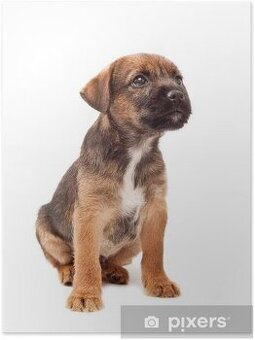 Border terier štěně