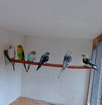 Andulky vlnkované - texas clear body 0.2