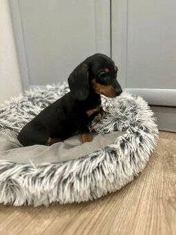 Jezevčík hladkosrstý trpasličí