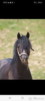 Připouštění,  hřebec Welsh Pony,sekce B
