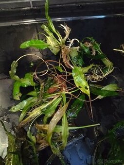 Akvarijní rostlinky