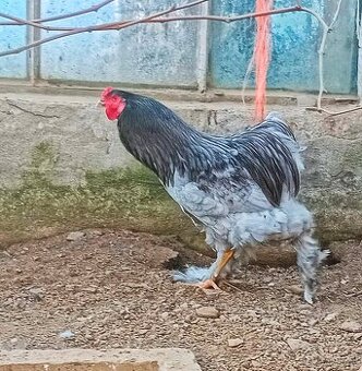 Kohouti Brahmánka velká