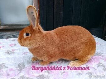 BURGUNDSKÝ králík s PP - SAMIČKA ju0⭐️⭐️⭐️