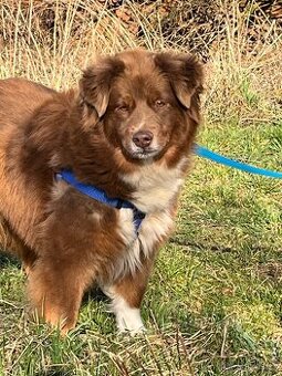 Miniaturni americký ovčák