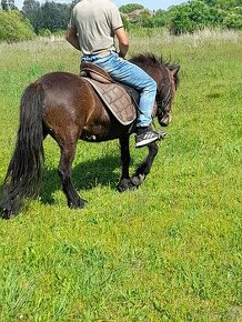 Predam welsh pony kobylu