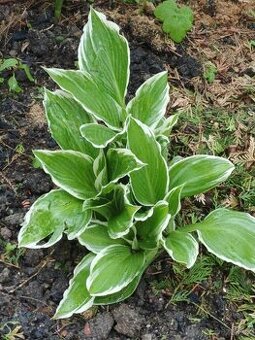 Bohyška - Hosta