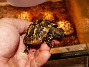 Želva zelenavá (Testudo hermanni)