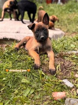 Belgický ovčák Malinois s PP