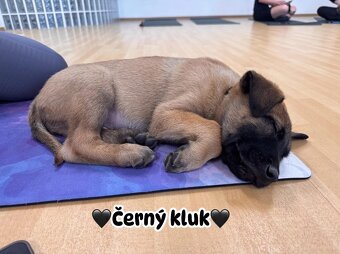 Belgický ovčák Malinois s PP