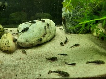 Ancistrus