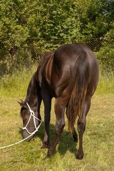 Quarter horse hřebec