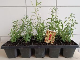 Prodám sazenice levandule lékařské
