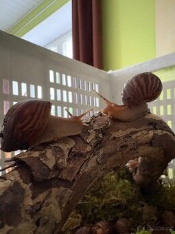 🐌Malí afričtí šnečci hledají nový domov🐌