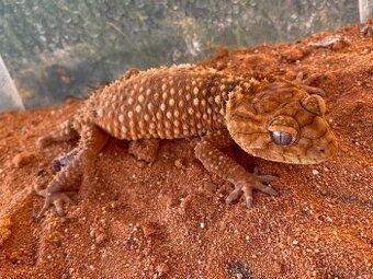 Nephrurus Amyae