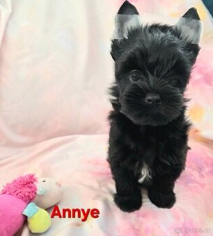 Yorkshire Terrier - 1