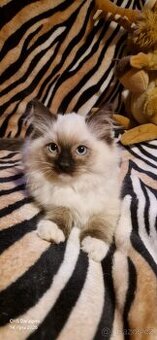 Ragdoll kotátka s PP