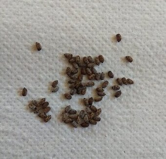 Pakobylka Rohatá - vajíčka