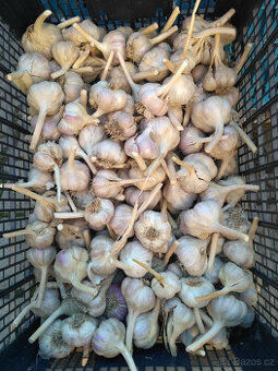 Prodám česnek