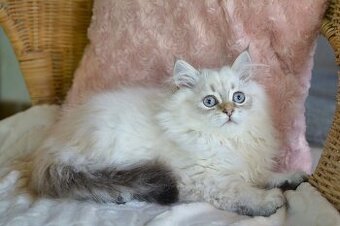 Krásný kocourek s PP ihned k odběru