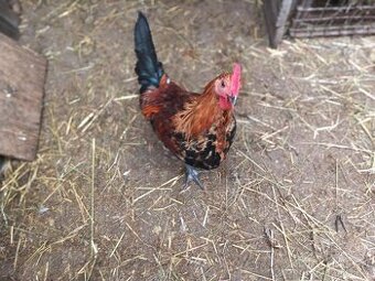 Kohoutci česká zlatá kropenka