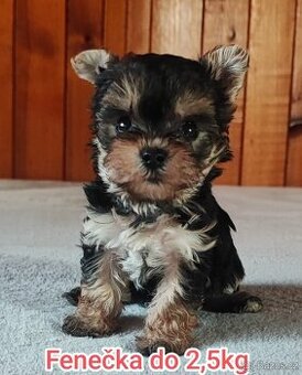 Jorkšírský teriér, maličká štěňátka