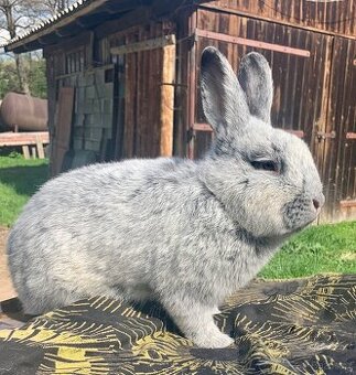 velký světle stříbřitý