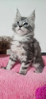 Mainská mývalí koťata - 1